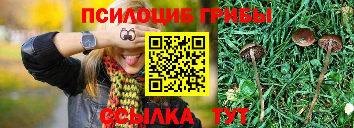 Псилоцибиновые грибы GOLDEN TEACHER Калуга